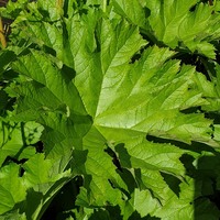 Darmera peltata 